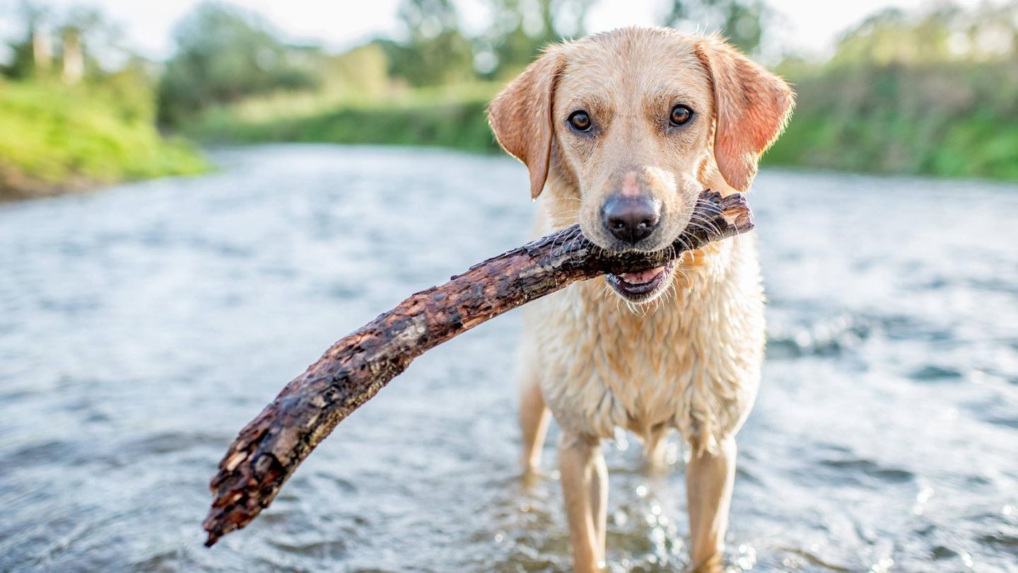 Ein Labrador spielt mit einem Stock