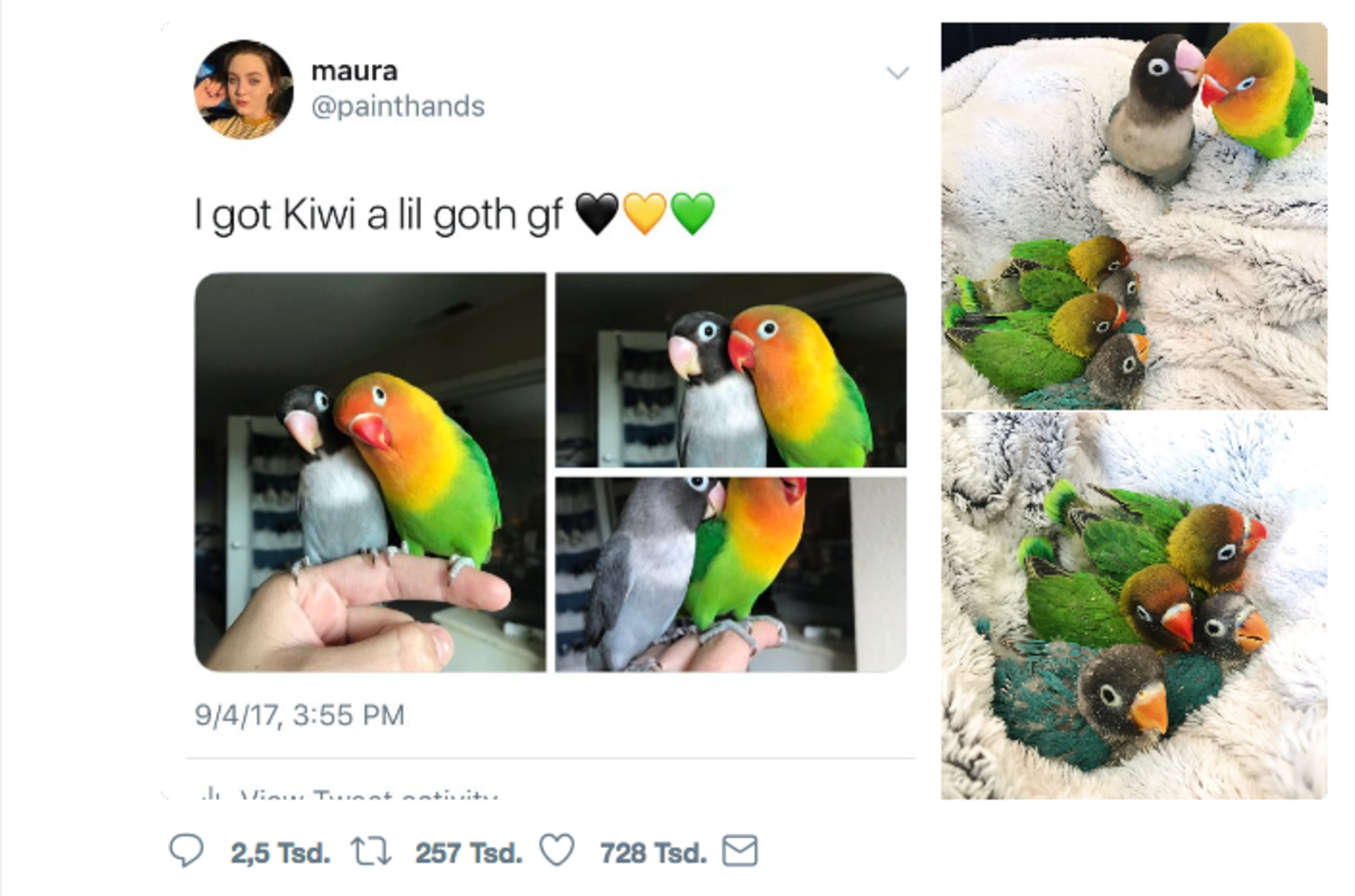 Ein bunter Vogel und seine schwarze Vogelfreundin sitzen auf dem Finger ihrer Besitzerin