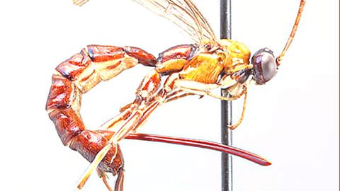 Erste Hilfe Bei Wespenstichen Co Hunde Blog