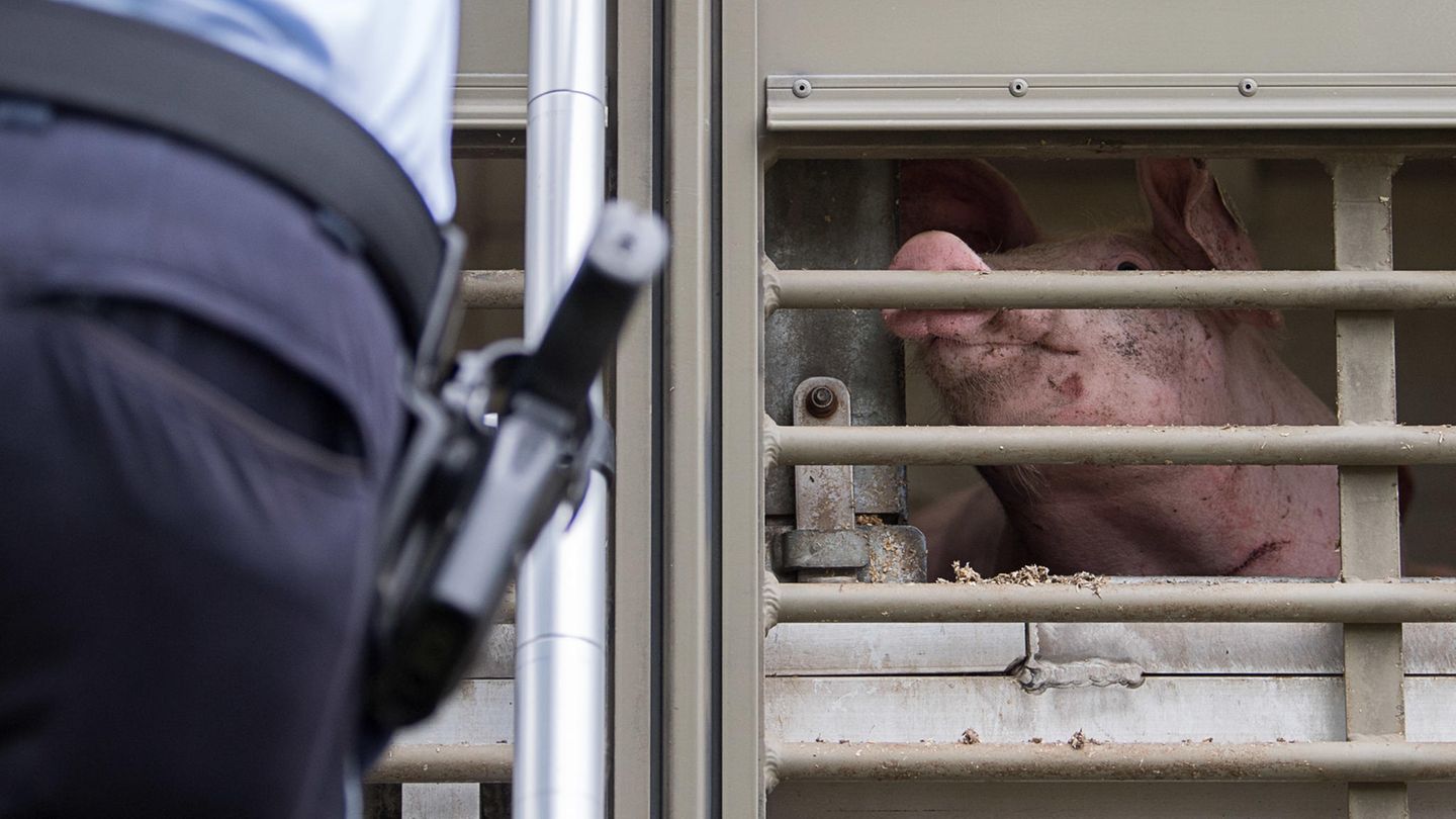 nachrichten deutschland - schweine transport