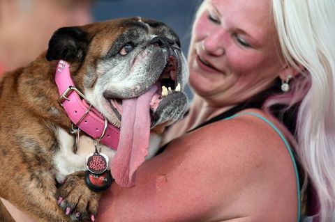 "Zsa Zsa": Hässlichster Hund der Welt gestorben