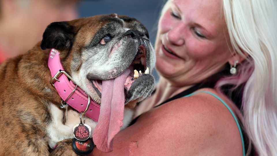 "Zsa Zsa": Hässlichster Hund der Welt gestorben