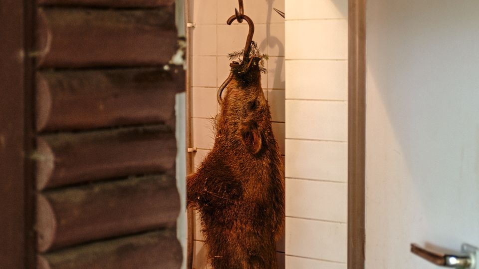 Jagd: Erlegte Wildschweine landen erst in der Kühlkammer, später auf dem Grill Erlegte Wildschweine landen erst in der Kühlkammer, später auf dem Grill