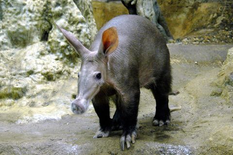 Elvis - das Erdferkel aus dem Frankfurter Zoo