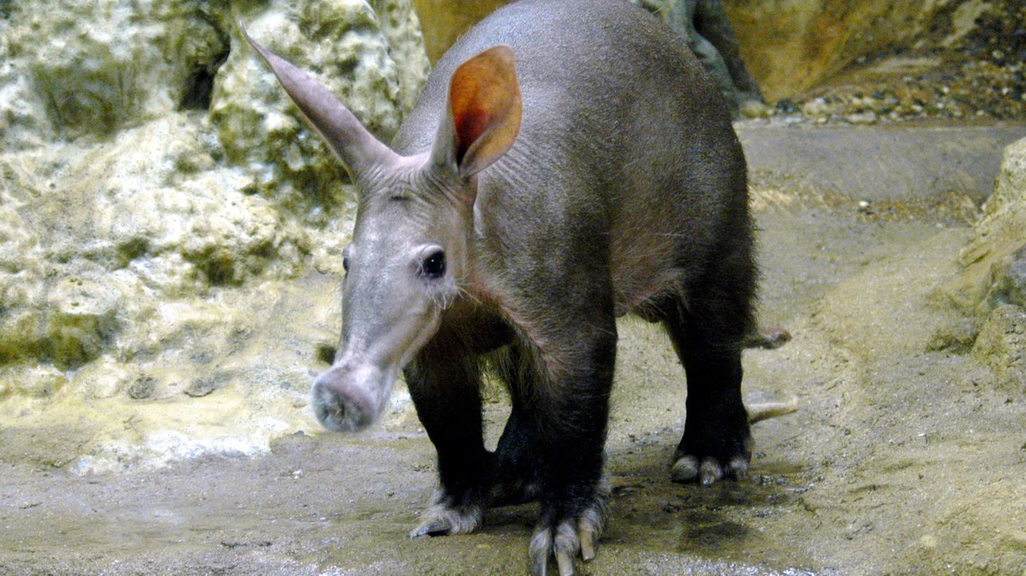 Elvis - das Erdferkel aus dem Frankfurter Zoo