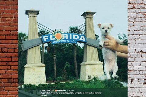 Malteser Benny in Florida