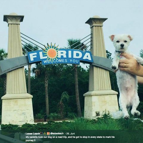 Malteser Benny in Florida
