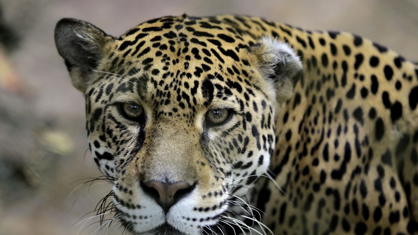 Ein Jaguar hat in den USA sechs Tiere in einem Zoo getötet
