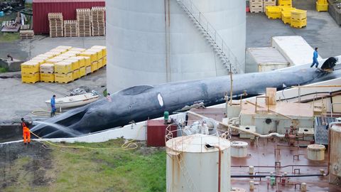 Island, Hvalfjördur: Ein toter Blauwal oder Blau-/Finnwal-Hybrid liegt in der Walfangstation und wird mit Wasser besprüht