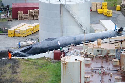 Island, Hvalfjördur: Ein toter Blauwal oder Blau-/Finnwal-Hybrid liegt in der Walfangstation und wird mit Wasser besprüht