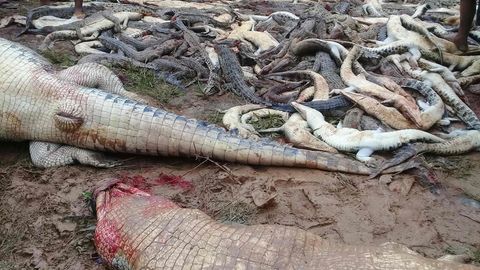 Die Dorfbewohner brachten Medienberichten zufolge fast 300 Tiere um