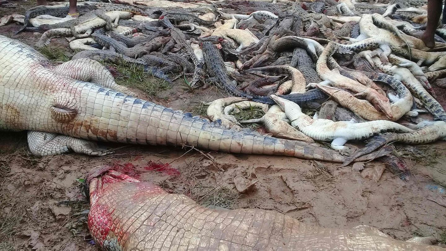 Die Dorfbewohner brachten Medienberichten zufolge fast 300 Tiere um