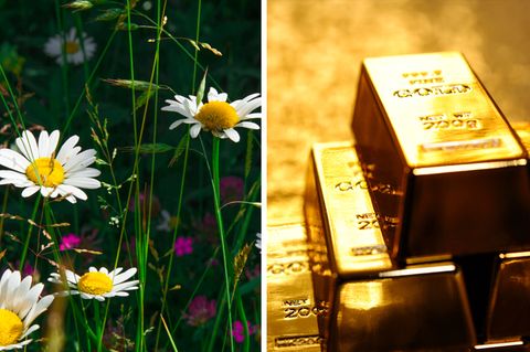 So gewonnen, so zerronnen: Stellen Sie sich vor, Sie finden 28 Goldbarren im Garten – und müssen sie wieder abgeben