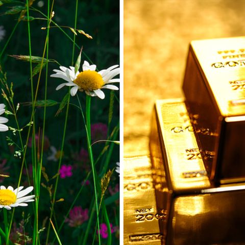 So gewonnen, so zerronnen: Stellen Sie sich vor, Sie finden 28 Goldbarren im Garten – und müssen sie wieder abgeben