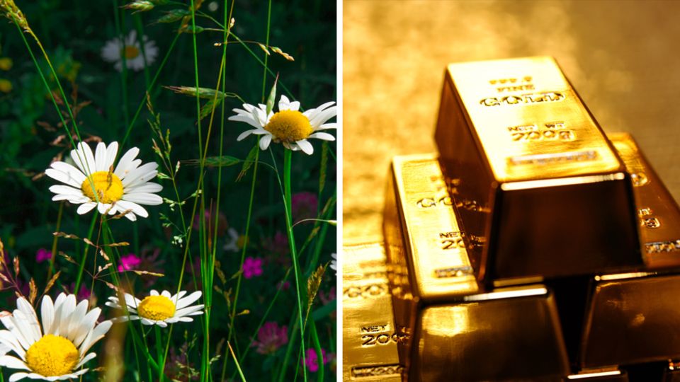 So gewonnen, so zerronnen: Stellen Sie sich vor, Sie finden 28 Goldbarren im Garten – und müssen sie wieder abgeben