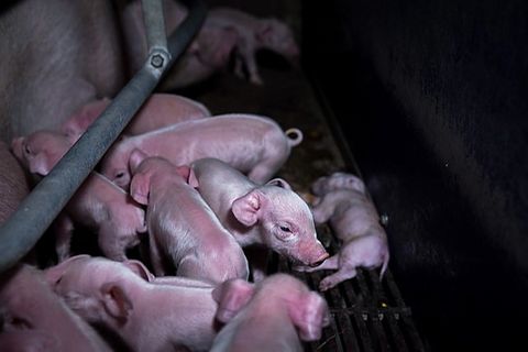 "Animal Rights Watch": Skandal in Brandenburg: Hier werden Ferkel auf dem Boden totgeschlagen