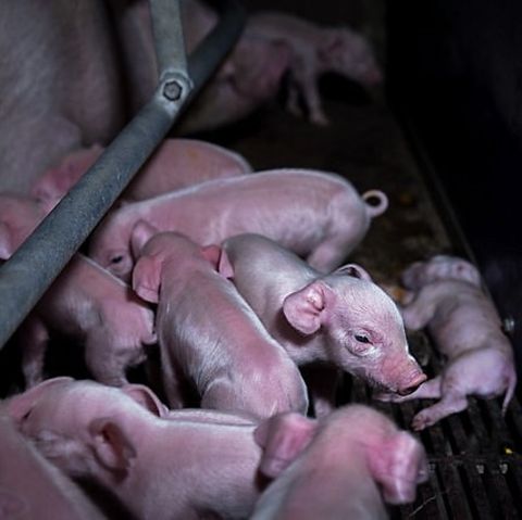 "Animal Rights Watch": Skandal in Brandenburg: Hier werden Ferkel auf dem Boden totgeschlagen