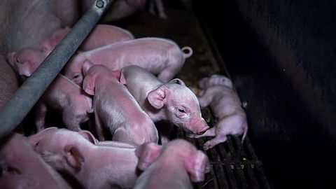 Animal Rights Watch: Aktivisten werfen Agrarfunktionären massive Tierschutzverstöße vor