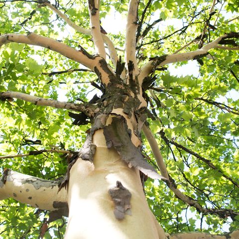 Mysteriöses Verhalten von Platanen - die Borke reißt auf und fällt ab