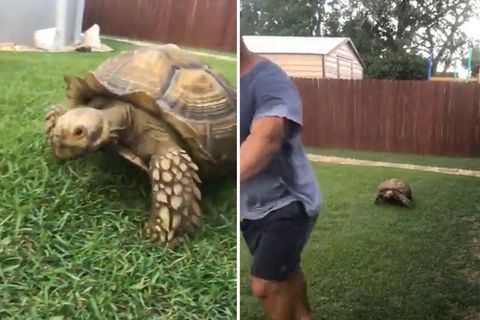 "Backyard Beute": Erstaunlich schnell: Schildkröte jagt Rasenmäher