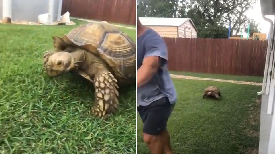 "Backyard Beute": Erstaunlich schnell: Schildkröte jagt Rasenmäher "Backyard Beute": Erstaunlich schnell: Schildkröte jagt Rasenmäher