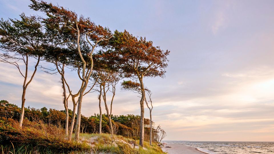 Reisetipp: Die Bäume am Darßer Weststrand sind tapfere Gesellen. Ihre Kronen sind zwar von Böen gekrümmt, ihre Wurzeln aber stecken tief und fest im Ostseesand Die Bäume am Darßer Weststrand sind tapfere Gesellen. Ihre Kronen sind zwar von Böen gekrümmt, ihre Wurzeln aber stecken tief und fest im Ostseesand