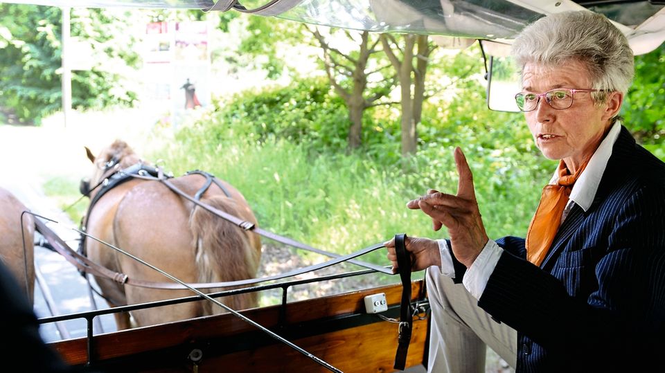 Reisetipp: Seit 42 Jahren fährt Brigitte Will Gäste durch Heringsdorf und das Usedomer Hügelland. Die Mecklenburger Kaltblüter Eros und Vagabund ziehen die Kutsche Seit 42 Jahren fährt Brigitte Will Gäste durch Heringsdorf und das Usedomer Hügelland. Die Mecklenburger Kaltblüter Eros und Vagabund ziehen die Kutsche