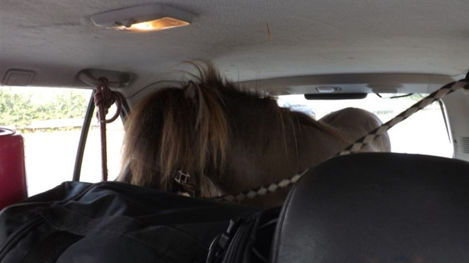 Nachrichten aus Deutschland: Ein ungewöhnlicher Anblick für die Polizisten in Münster: ein Pony im Kofferraum
