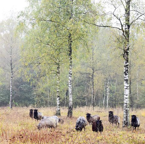 Ein altes Militärgelände bei Westerkappeln