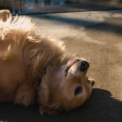 Hund Golden Retriever