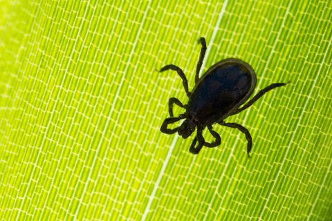 Zecken lauern häufig auf Gräsen, wie dieser gemeine Holzblock.