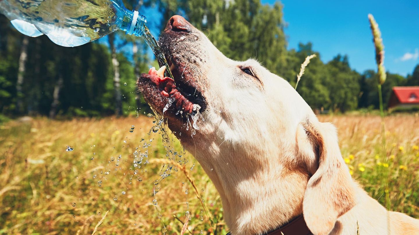 Hunde, Katzen, Kaninchen: So helfen Sie Ihrem Haustier durch heiße Tage