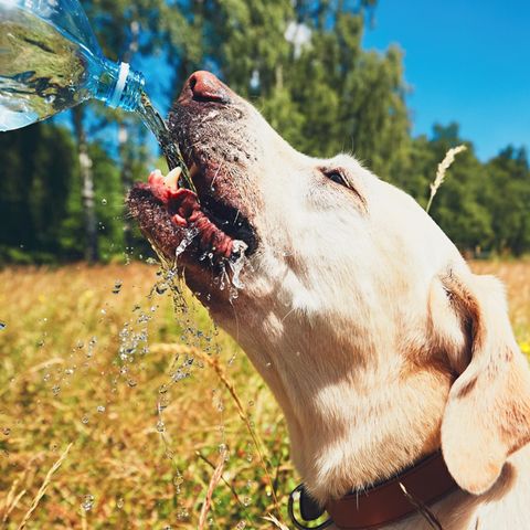 Hund, Katze und Co. im Sommer: Wie schützt man Haustiere bei hohen Temperaturen?