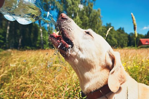 Hund, Katze und Co. im Sommer: Wie schützt man Haustiere bei hohen Temperaturen?