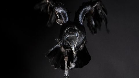 "Lass ihn nicht herumlaufen, ich beobachte ihn mit dem Fernglas. Sobald ich ihn draußen finde, schnappe ich ihn mir, und dann findest du ihn unten in der Vologne wieder"