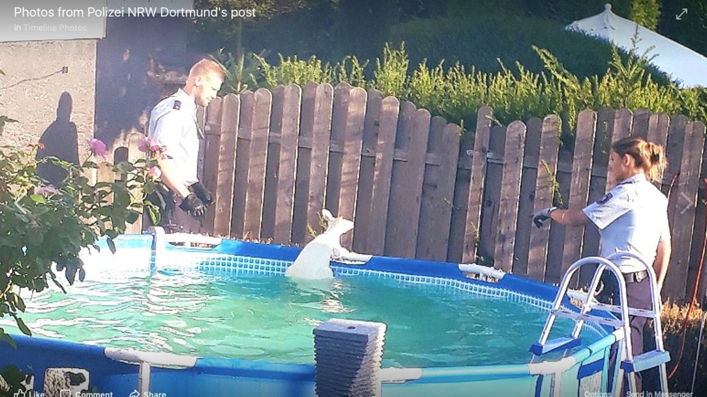 Ein Känguru steht am Beckenrand eines Pools im Wasser, die Polizei daneben