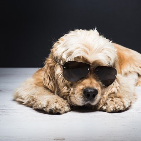 Hund mit Sonnenbrille liegt herum. Symbolfoto zur Bebilderung der "Hund frisst Reisepass"-geschichte