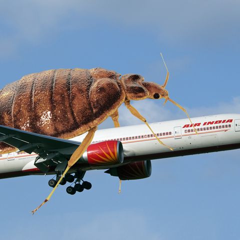 Unangenehme Mitreisende in der Business Class an Bord von Air India: Bettwanzen