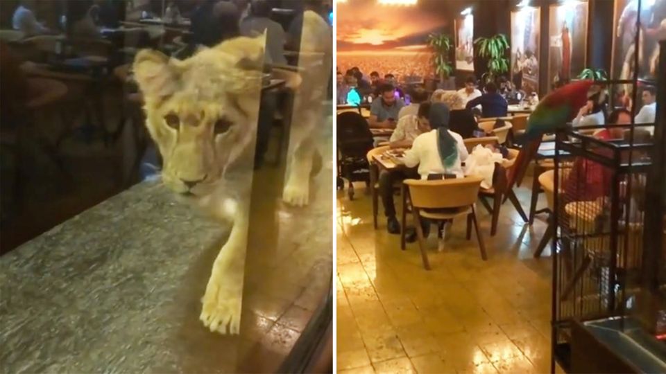 Istanbul: Bar-Besitzer hält Löwen im Schaufenster - das hat nun Konsequenzen