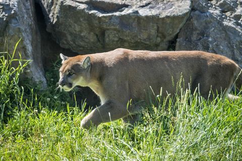 Ein Puma in den USA
