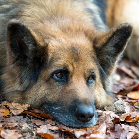 Deutsche Schäferhunde (Symbolbild) können sehr gute Drogenspürhunde sein. Sombra gilt in Kolumbien als die beste Spürnase der Polizei.