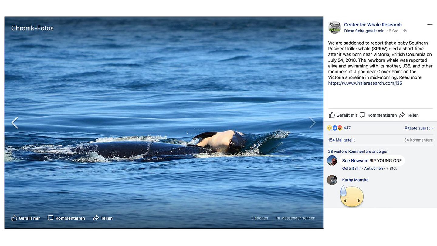 Orca-Mütter haben eine besonderes enge Beziehung zu ihrem Nachwuchs
