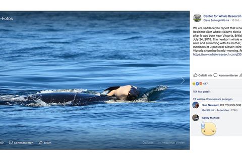 Orca-Mütter haben eine besonderes enge Beziehung zu ihrem Nachwuchs