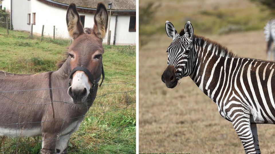 Ägypten: Ist dieses Zebra eigentlich ein angemalter Esel? Ägypten: Ist dieses Zebra eigentlich ein angemalter Esel?