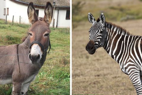 Ägypten: Ist dieses Zebra eigentlich ein angemalter Esel?
