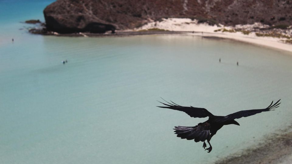 Eine Krähe fliegt über einen Strand