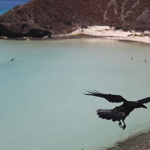 Eine Krähe fliegt über einen Strand