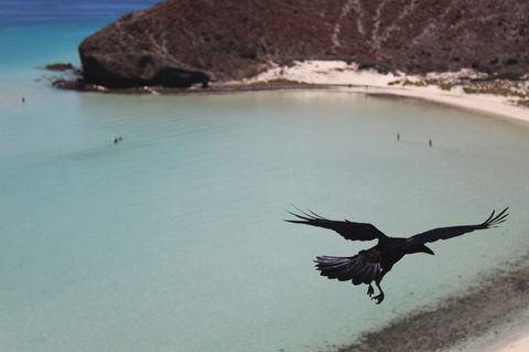 Eine Krähe fliegt über einen Strand