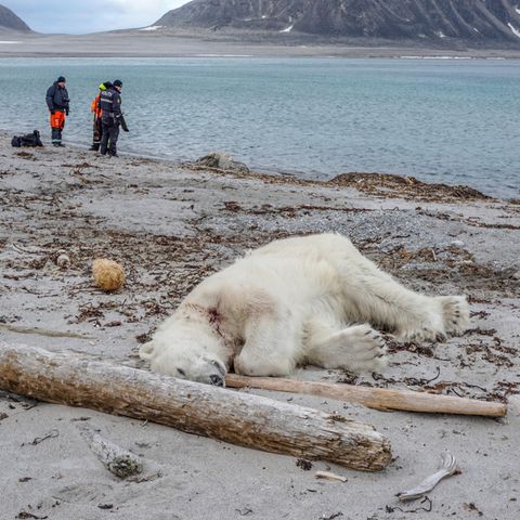 Aus Notwehr erschossen: Der getötete Eisbär auf Spitzbergen, der zuvor ein Crew-Mitglied des Kreuzfahrtschiffes "MS Bremen" angegriffen und am Kopf verletzt hatte.
