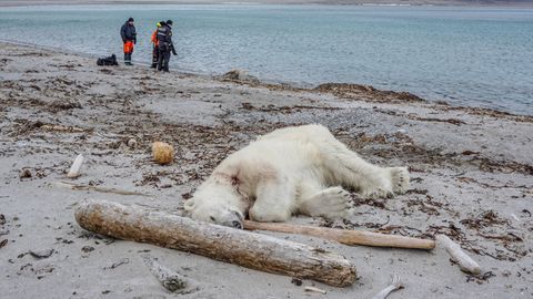 Aus Notwehr erschossen: Der getötete Eisbär auf Spitzbergen, der zuvor ein Crew-Mitglied des Kreuzfahrtschiffes "MS Bremen" angegriffen und am Kopf verletzt hatte.